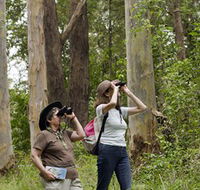 Chichester State Forest - Accommodation Coffs Harbour