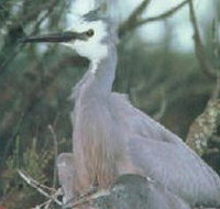 Jack Smith Lake State Game Reserve - Accommodation Coffs Harbour