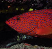 Maori Wrasse Bommie Dive Site - Accommodation Coffs Harbour