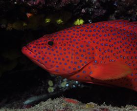 Maori Wrasse Bommie Dive Site - Accommodation Coffs Harbour 0