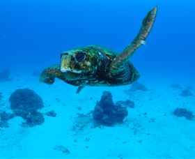 Maori Wrasse Bommie Dive Site - Accommodation Coffs Harbour 3