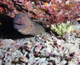 Anchor Bommie Dive Site - Accommodation Coffs Harbour 1
