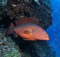 Anchor Bommie Dive Site - Accommodation Coffs Harbour
