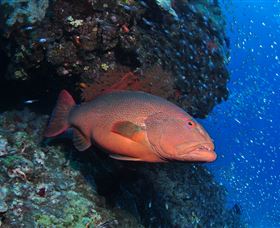 Anchor Bommie Dive Site - Accommodation Coffs Harbour 0