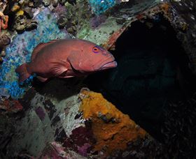 Severance Shipwreck Dive Site - Accommodation Coffs Harbour 1
