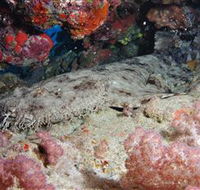 Lighthouse Bommies Dive Site - Accommodation Coffs Harbour