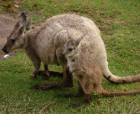 Forest Of Tranquillity - Australian Rainforest Sanctuary - Accommodation Coffs Harbour 1