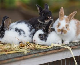 Amazement Farm And Fun Park / Cafe And Farmstay Accommodation - Accommodation Coffs Harbour 2