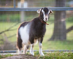 Amazement Farm And Fun Park / Cafe And Farmstay Accommodation - Accommodation Coffs Harbour 3