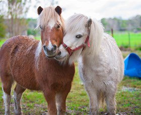 Amazement Farm And Fun Park / Cafe And Farmstay Accommodation - Accommodation Coffs Harbour 5