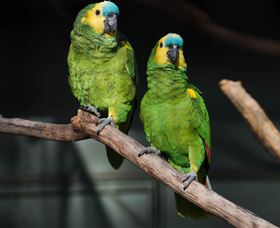 Amazement Farm And Fun Park / Cafe And Farmstay Accommodation - Accommodation Coffs Harbour 7