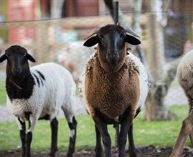 Amazement Farm And Fun Park / Cafe And Farmstay Accommodation - Accommodation Coffs Harbour 4