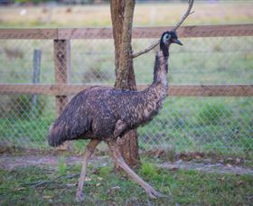 Amazement Farm And Fun Park / Cafe And Farmstay Accommodation - Accommodation Coffs Harbour 6