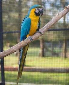 Amazement Farm And Fun Park / Cafe And Farmstay Accommodation - Accommodation Coffs Harbour 8