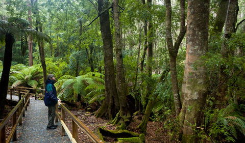Monga National Park - Accommodation Coffs Harbour 0