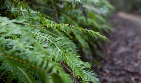 Monga National Park - Accommodation Coffs Harbour 2