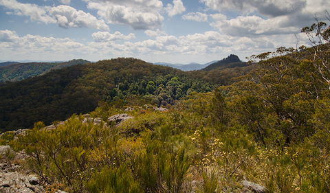 Werrikimbe National Park - Accommodation Coffs Harbour 1