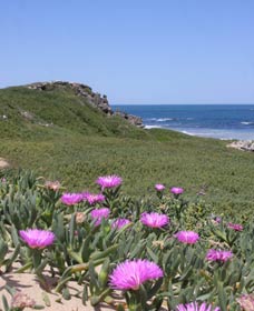 Penguin Island Boardwalks And Walk Trail - Accommodation Coffs Harbour 3
