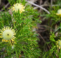 Illawarra lookout walking track - Accommodation Coffs Harbour