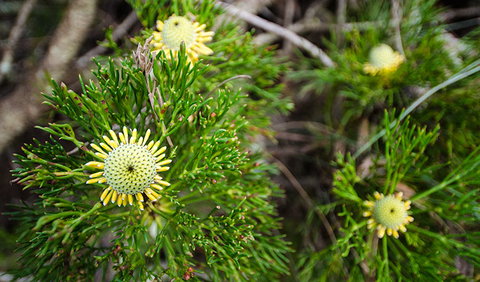 Illawarra Lookout Walking Track - Accommodation Coffs Harbour 0