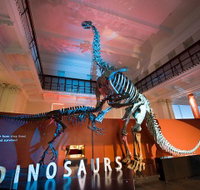 Australian Museum - Accommodation Coffs Harbour