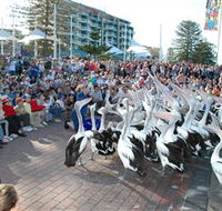 Pelican Feeding - Accommodation Coffs Harbour