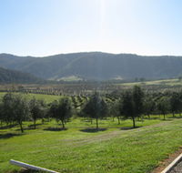 Hastings Valley Olives - Accommodation Coffs Harbour