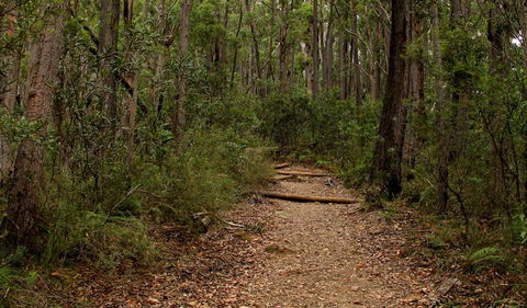 Pigeon House Mountain Didthul Walking Track - Accommodation Coffs Harbour 0