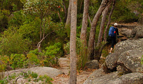 Pigeon House Mountain Didthul Walking Track - Accommodation Coffs Harbour 3