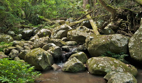 Booyong Walking Track - Accommodation Coffs Harbour 0