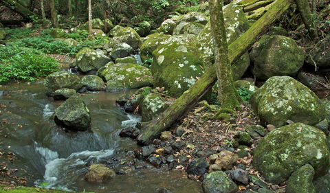 Booyong Walking Track - Accommodation Coffs Harbour 2