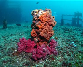 HMAS Brisbane Dive Site - Accommodation Coffs Harbour 0