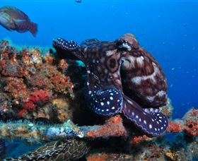 HMAS Brisbane Dive Site - Accommodation Coffs Harbour 2