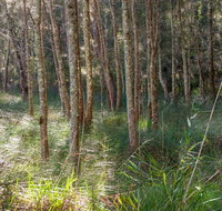Anabranch loop track - Accommodation Coffs Harbour