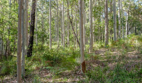 Anabranch Loop Track - Accommodation Coffs Harbour 2
