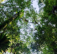 Botanic walk - Accommodation Coffs Harbour