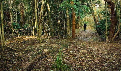 Sand Track Walk (north) - Accommodation Coffs Harbour 0