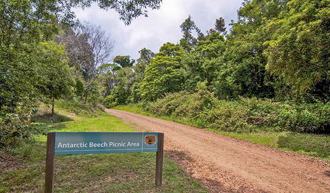 Antarctic Beech Picnic Area - Accommodation Coffs Harbour 0