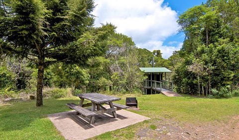 Antarctic Beech Picnic Area - Accommodation Coffs Harbour 1
