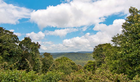Antarctic Beech Picnic Area - Accommodation Coffs Harbour 2