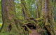 Antarctic Beech Picnic Area - thumb 3