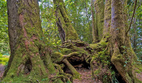 Antarctic Beech Picnic Area - Accommodation Coffs Harbour 3