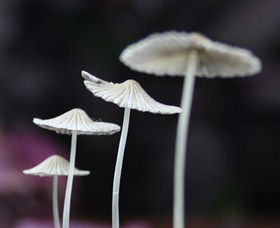 Platypus Gallery - Accommodation Coffs Harbour 7