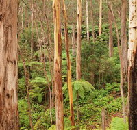 Cycle Mogo State Forest - Accommodation Coffs Harbour