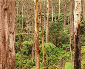 Cycle Mogo State Forest - Accommodation Coffs Harbour 1