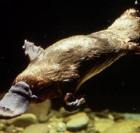 Platypus Pool - Accommodation Coffs Harbour