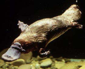 Platypus Pool - Accommodation Coffs Harbour 0