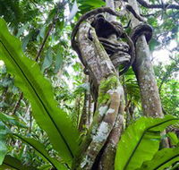 Tamborine Rainforest Skywalk - Accommodation Coffs Harbour