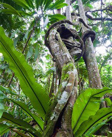 Tamborine Rainforest Skywalk - Accommodation Coffs Harbour 0