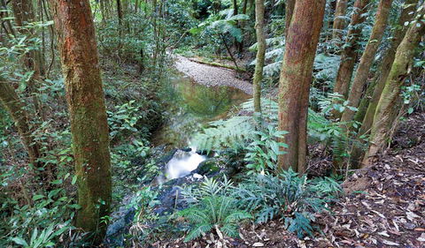 Blackbutt Walking Track - Accommodation Coffs Harbour 1